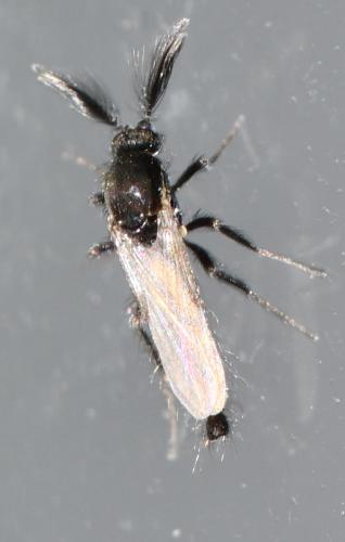 Réf. 300 362 : Forcipomyia sp.